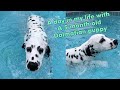 A Day In My Life With A 5 Month Old Dalmatian Puppy | Teaching Her To Swim For The First Time