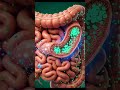 What Happens Inside Your Body When You Drink Cold Water Fast #bloodflow #sweatanalysis #3danimation