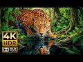 Nature S Living Masterpieces OLED HDR Dolby Vision 120fps 4K UHD Wildlife 