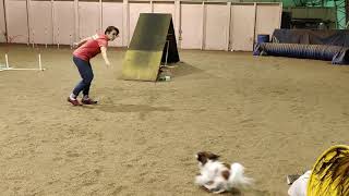 Learning with Lily - Let's do Agility!