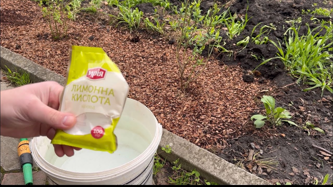 Як зробити кислий грунт для  лохини. 