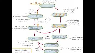 العدوى الفيروسية تكاثر الفيروسات احياء ١ احياء اول ثانوي