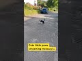 #viral #cat #cute #uk #trending #trendingshorts #youtubeshorts #fyp cute little paws screaming meaww