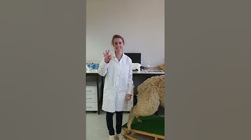 VET 202 Sheep Video Assessment