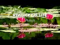 Zen meditation with water background sounds  it will help you in yoga fall asleep fast and relax