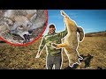 I Finally TRAPPED My FIRST COYOTE!!! (Lucky Catch)