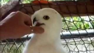 Snowy Owl - SillyBeak