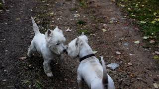 West highland white terrier (Westie) Bobby. 'Confront your enemies, avoid them when you can'