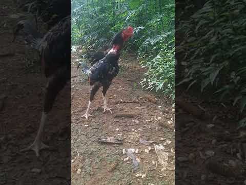 Video Gà chọi || p114 #ganoi#shorts - youtube