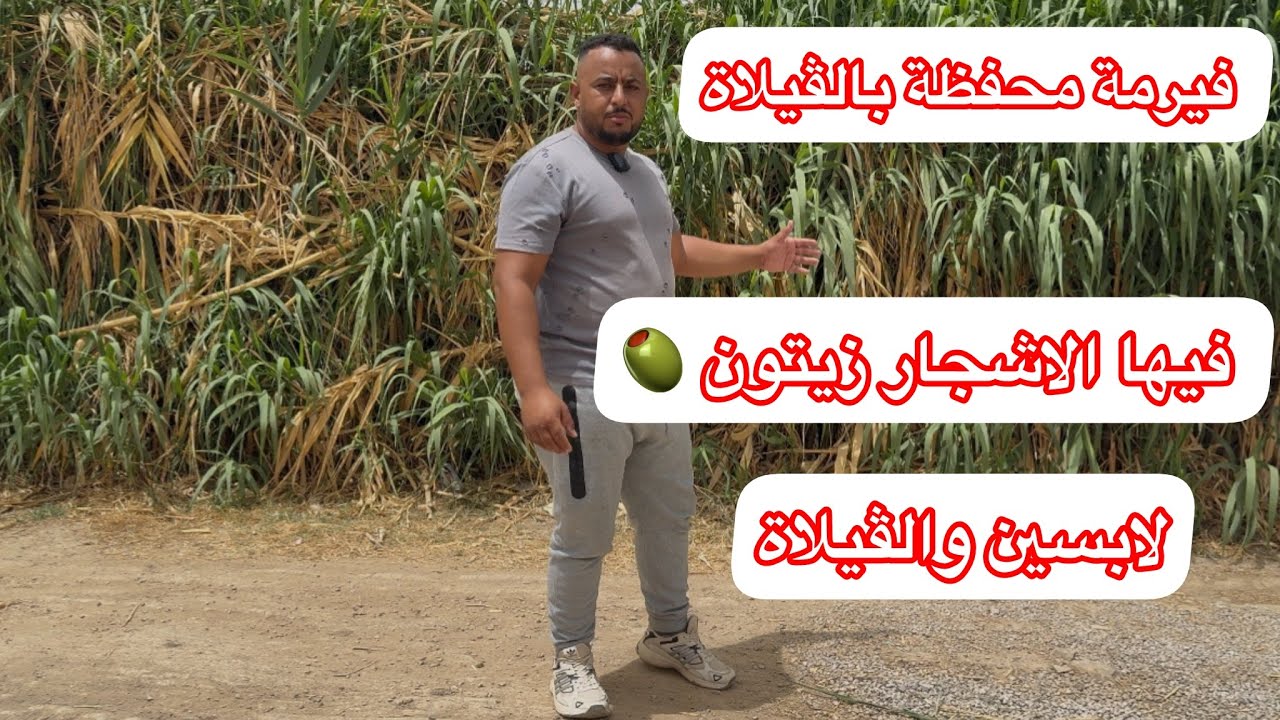 فيرمة ديال زيتون بالڤيلاة ولابسين والاتات ديالها الارض محفظة مجهزة بالكمرات المراقبة والماء و كهرباء