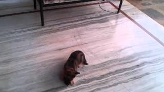 American staffordshire terrier, American pitbull terrier, American ...