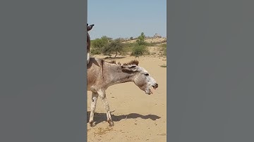 #meeting #mankey #horse #donkey #animals #funnyvideo #viralvideo #shortvideo #bikanerkisherni