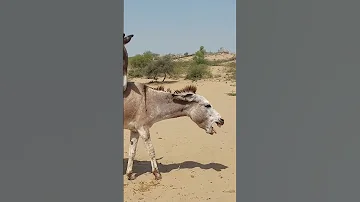 Meeting Mankey Horse Donkey Animals Funnyvideo Viralvideo Shortvideo Bikanerkisherni 