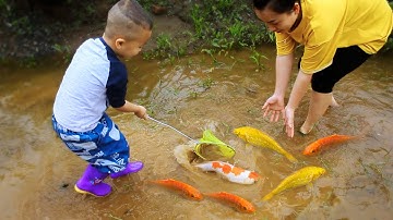 Em ổi đuổi bắt con cá vàng to ở cái ao bỏ hoang thật thú vị #cávàng #fishing #concá #bắtcávàng