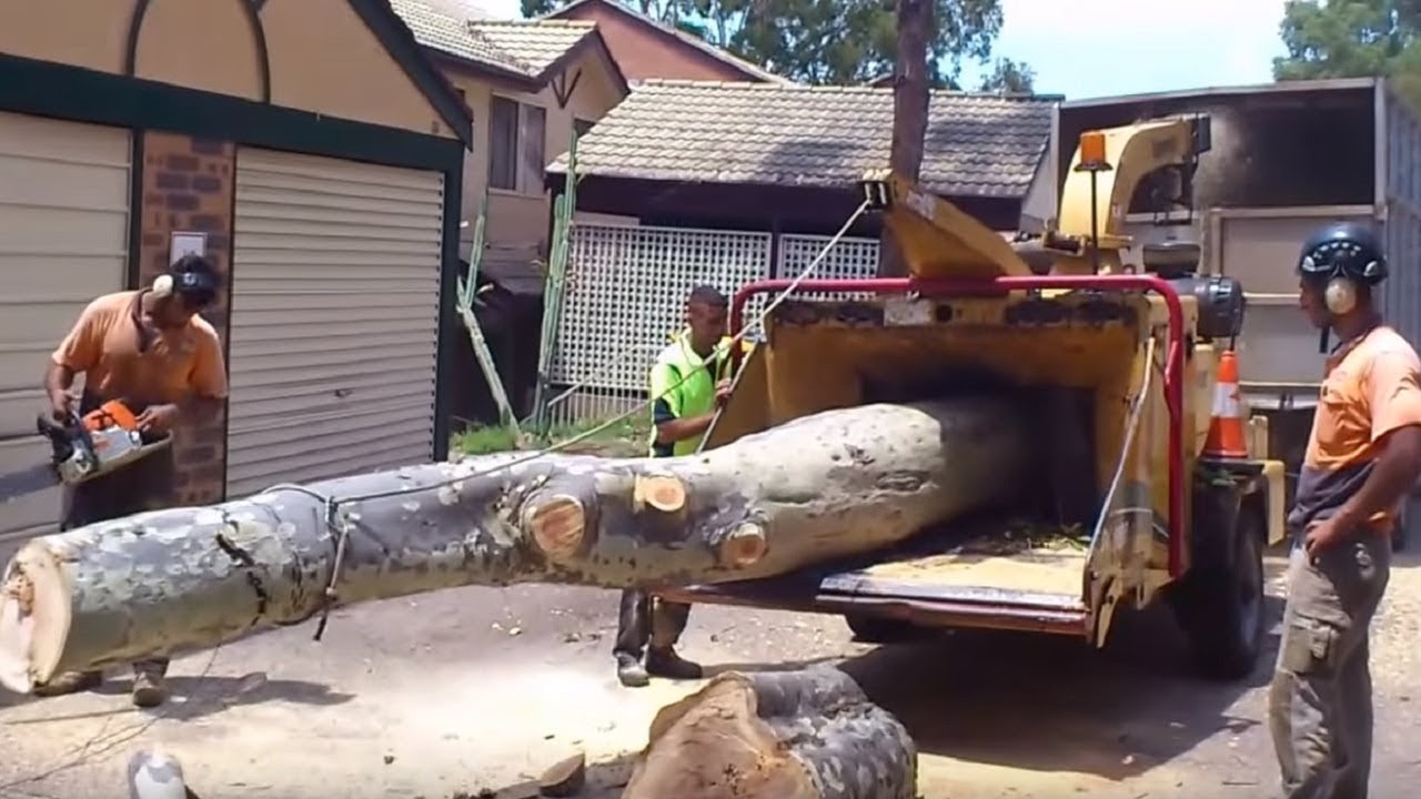 Dangerous Tree Felling Fails & Overloaded Logging Trucks Climbing
