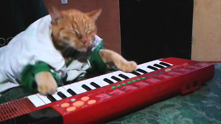KEYBOARD CAT REINCARNATED/ NEW!!