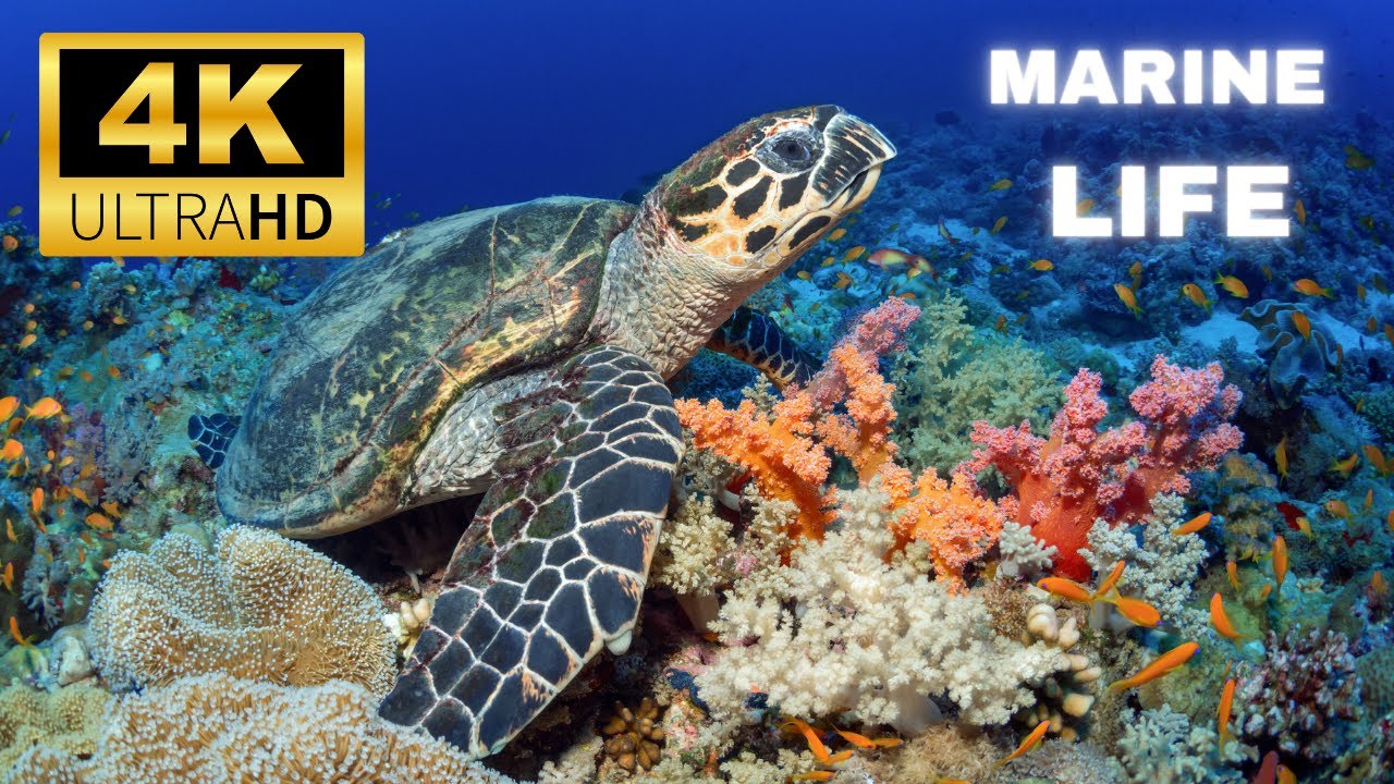 Marine Life Ultra 4k HD Video @BrunoSaraviaPhotography