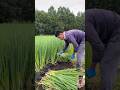 Amazing Factory 🏭 work #relaxing #satisfying #factory #asmr #viral