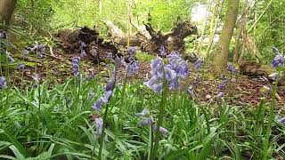 A Bluebell Forest.