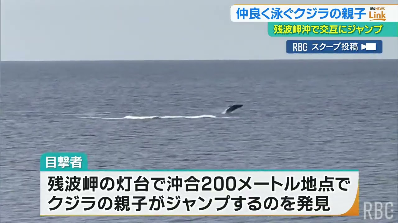 仲良く泳ぐクジラの親子を撮影 撮影者「子どもに飛び方を教えているか