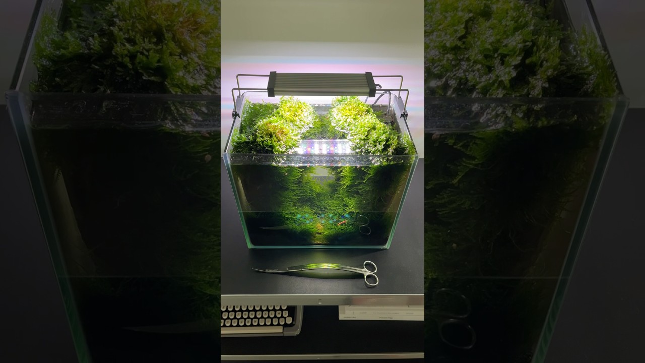 Small weeping moss trim 