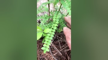 Cây Ưng bất bạc rừng sđt 0793215680