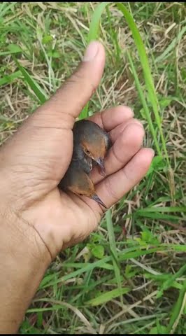 Memikat Prenjak Lokal Lampung #kicau #burung #prenjak #lampung