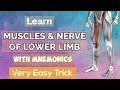 All muscles  nerves of lower limb mnemonics