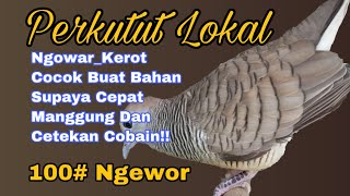 Perkutut Lokal NGOAR KEROT Suara panjang cocok buat pancingan/masteran