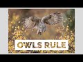 Photographing Owls In Jackson Hole - Wildlife Photography From This Fall Season