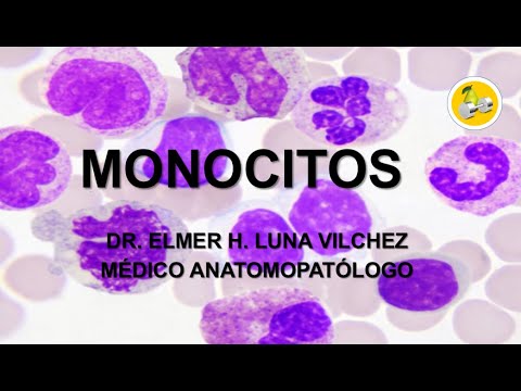 Vídeo: Diferencia Entre Monocitos Y Macrófagos