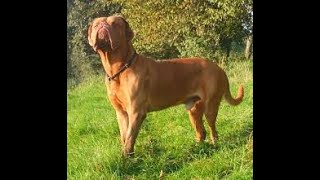 Dogue de Bordeaux French Mastiff History And Information by Elite Dog Nation 298 views 3 years ago 2 minutes, 43 seconds