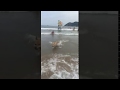 feliz en la playa, welsh corgi cardigan