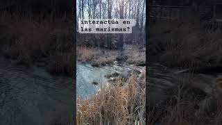 El rol del #agua en las marismas. #aprender #ciencia e #ingenieria. #viral