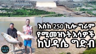 እስከ 250 ኪሎ ግራም የሚመዝኑት አሳዎች ከህዳሴ ግድብ || Tadias Addis