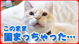 【笑ったら負け】このまま動かなくなっちゃったミルぽんに全米が笑った。20260406、カラス＆四つ足クインテット（仮）