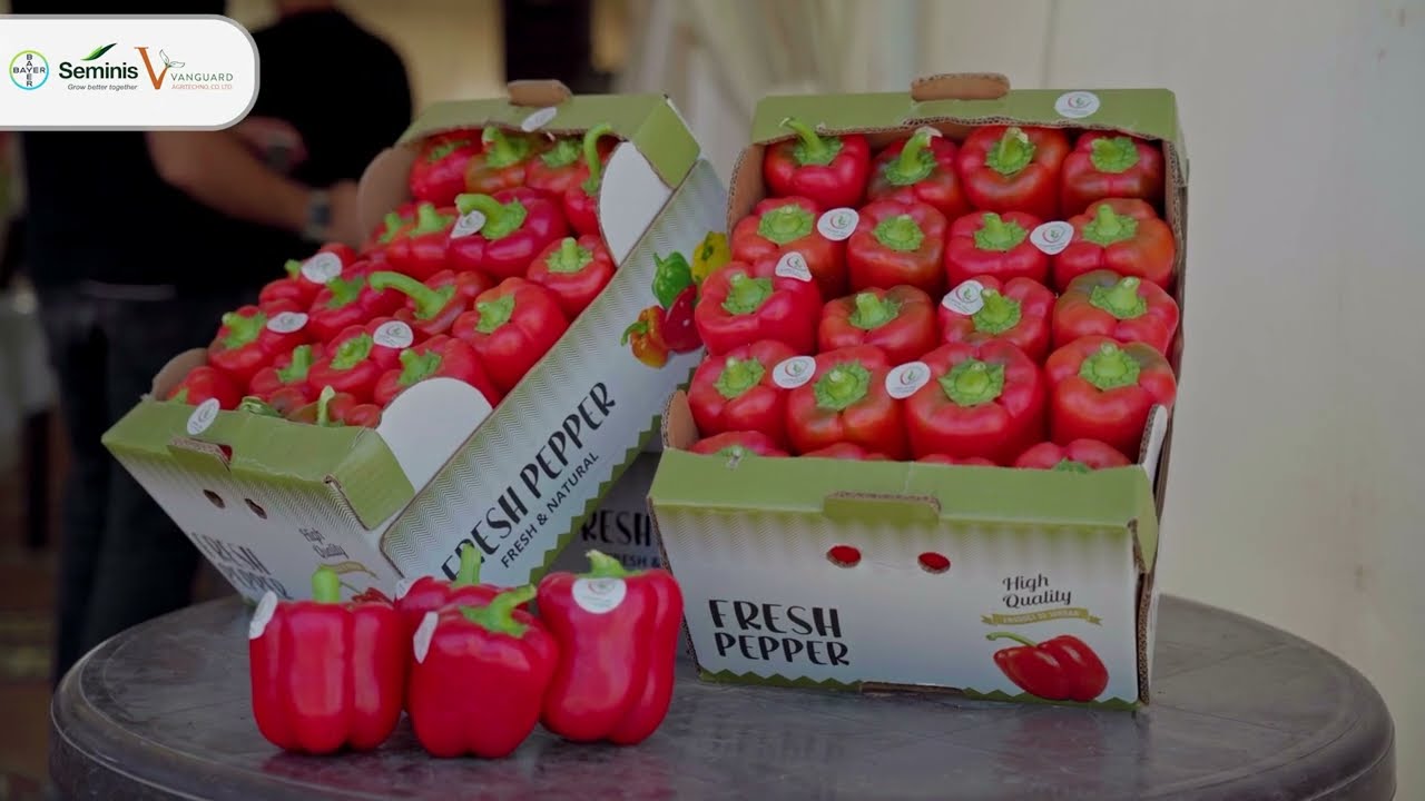 يوم حقلي - فلفل Ardanza