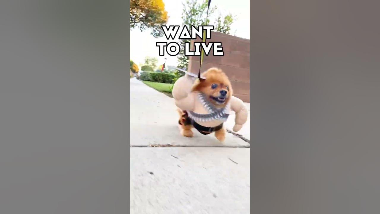 how-dogs-protect-your-home-pomeranian-youtube