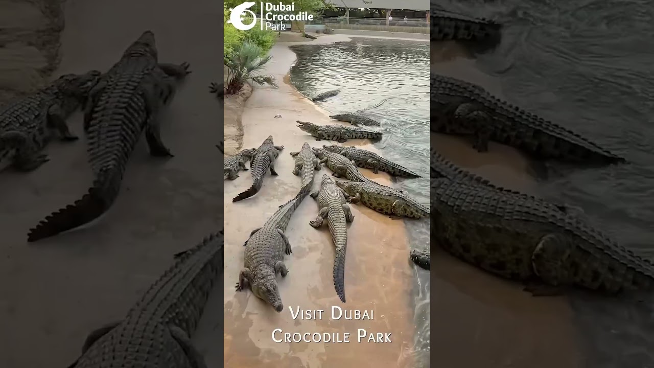 #dubaicrocodilepark