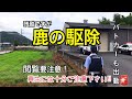 パトカーも出動!!鹿の駆除 止め刺す場面アリ!ヤバッ!閲覧要注意】 (年齢制限あります)18才以上限定
