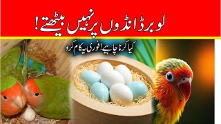 Why Lovebirds Don’t Hatch Their Eggs | Top Reasons & Easy Solutions for Egg Hatching Problems