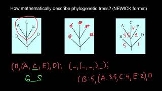 Bioinformatics: Newick tree format
