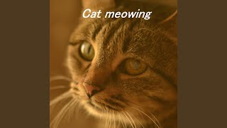 Download Lagu The meowing of a domestic cat Download Lagu The meowing of a domestic cat