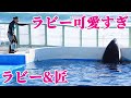鴨川シーワールドの天才シャチ「ラビー」が可愛すぎた!! KamogawaSeaWorld  orca killerwhale