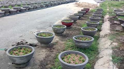 Trồng hoa cúc đại đóa cúc hà nội chậu 7 chậu 6