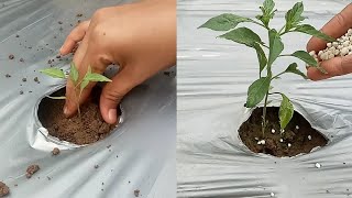 Npk Fertilizer For Any Plant | How To Use Npk Fertilizer On Chili Plants screenshot 4