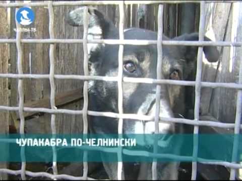 Video: V Dedine Belgorod Vystrašila Chupacabra Strážneho Psa - Alternatívny Pohľad