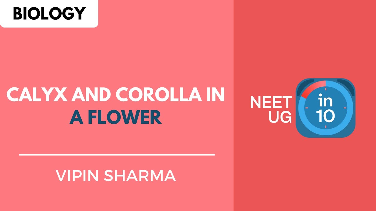 Calyx and Corolla in a Flower NEET Biology NEET UG in 10 YouTube