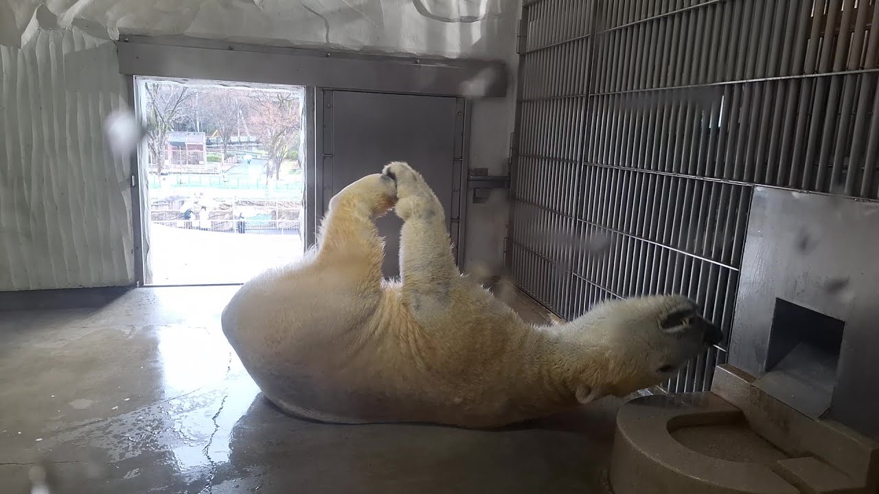 おりんごちょうだい！ひっくりかえってだだこねるフブくん🤣　　　　　　　　　　＃ホッキョクグマ＃東山動植物園＃フブキ