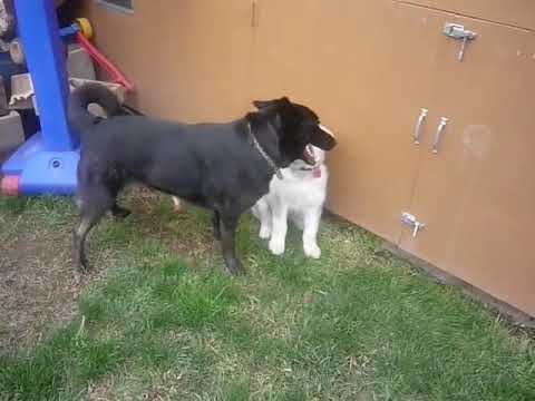 Dog vs wolf puppy - YouTube